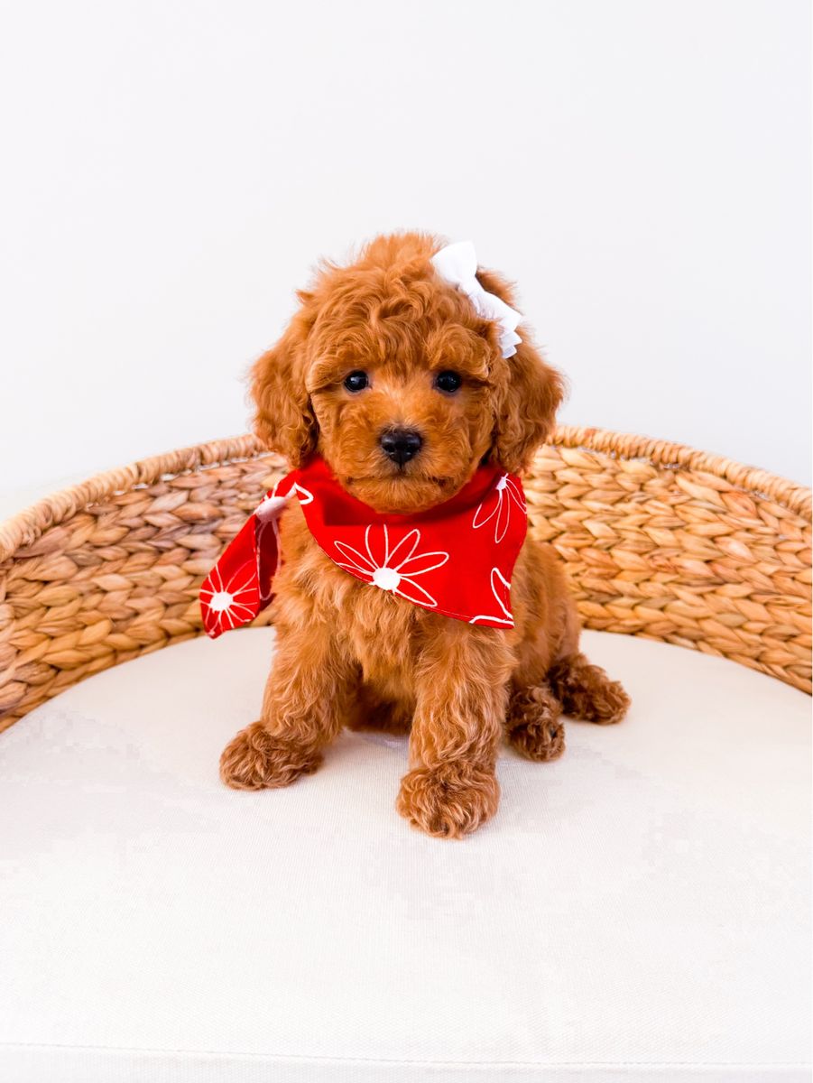 Tiny Petite Goldendoodle Girl Multigen Mini Goldendoodle Ready Now Golden Doodle