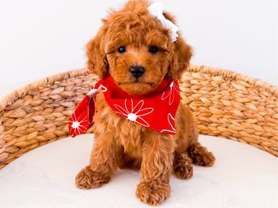 Tiny Petite Goldendoodle Girl Multigen Mini Goldendoodle Ready Now Golden Doodle
