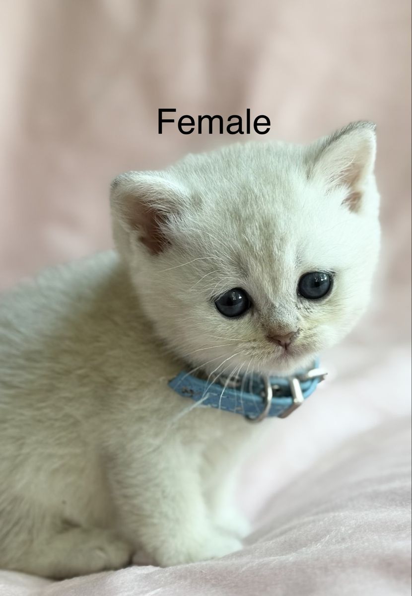Main image 2