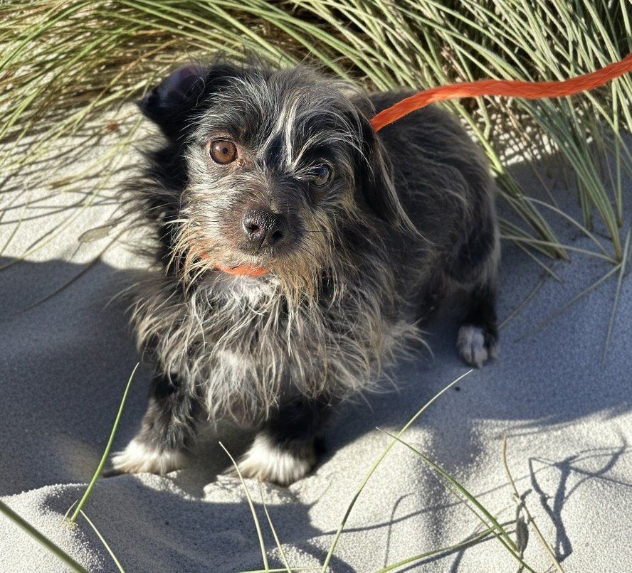 Wanda- (bonded with Monroe)