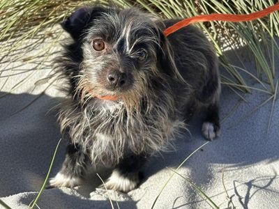 Wanda- (bonded with Monroe)