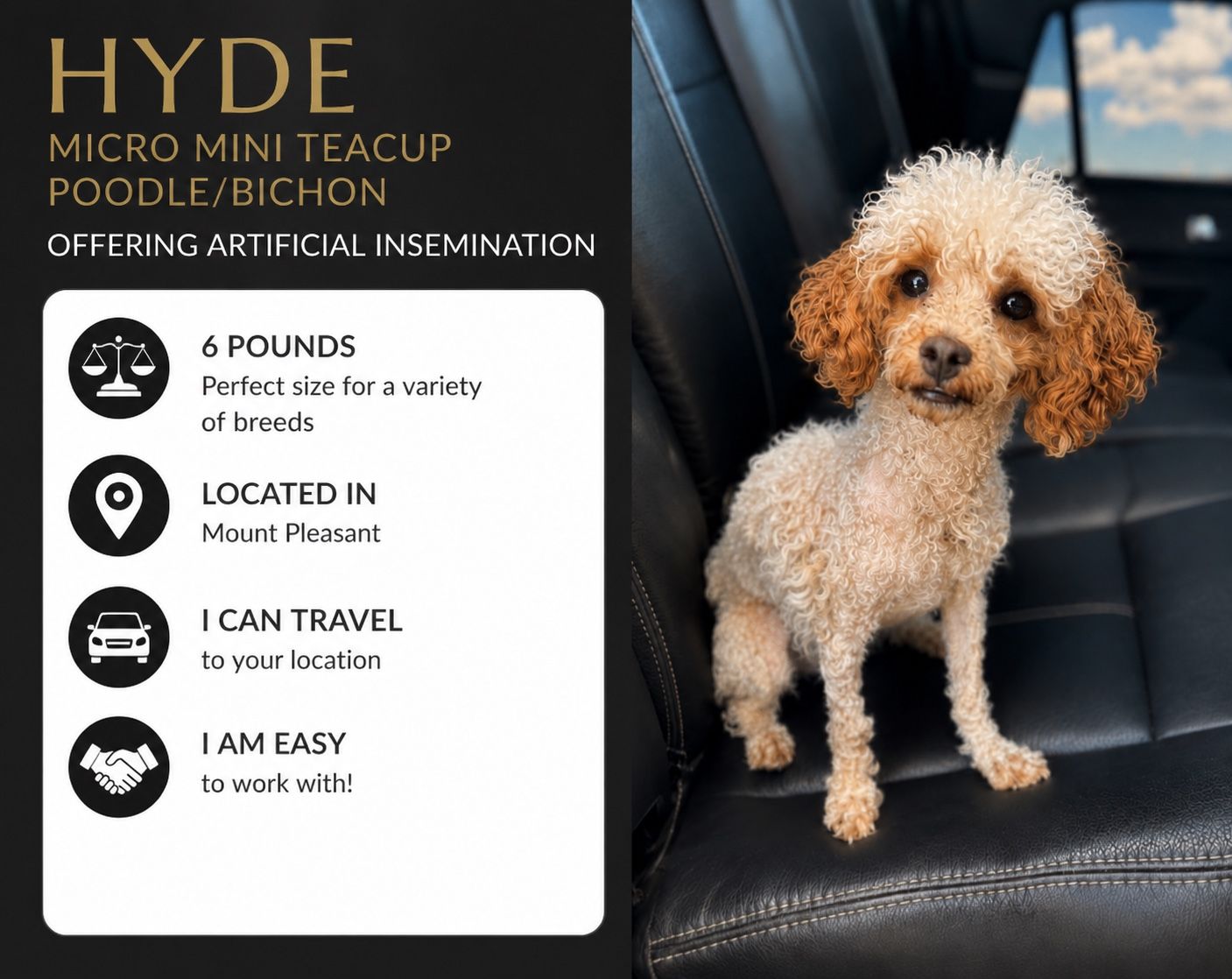 micro mini Poodle bichon doodle Male companion animal non-shedding hypoallergenic stud