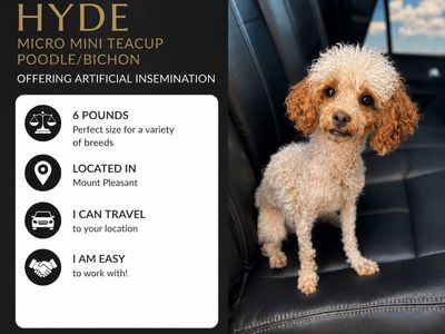 micro mini Poodle bichon doodle Male companion animal non-shedding hypoallergenic stud