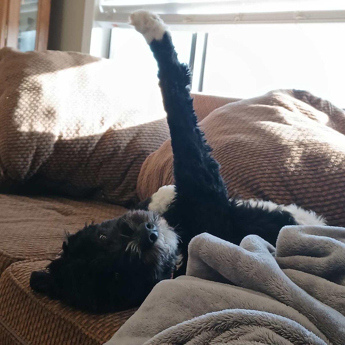 Beautiful 10-Month Mini Bernedoodle – Smart,