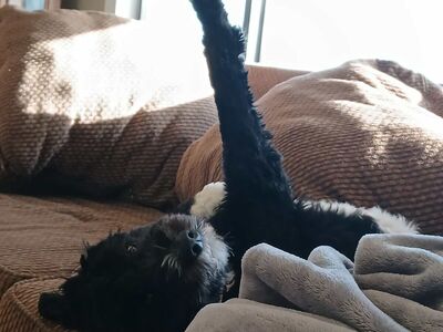 Beautiful 10-Month Mini Bernedoodle – Smart,