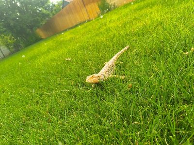 Bearded Dragon Leash and Harness set with Wings for Reptiles