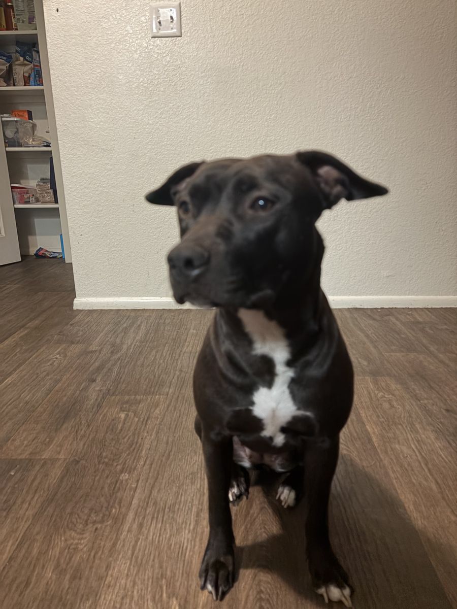 Bella - 2 years old - Female - Pitbull