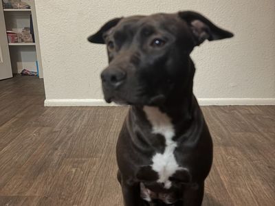 Bella - 2 years old - Female - Pitbull