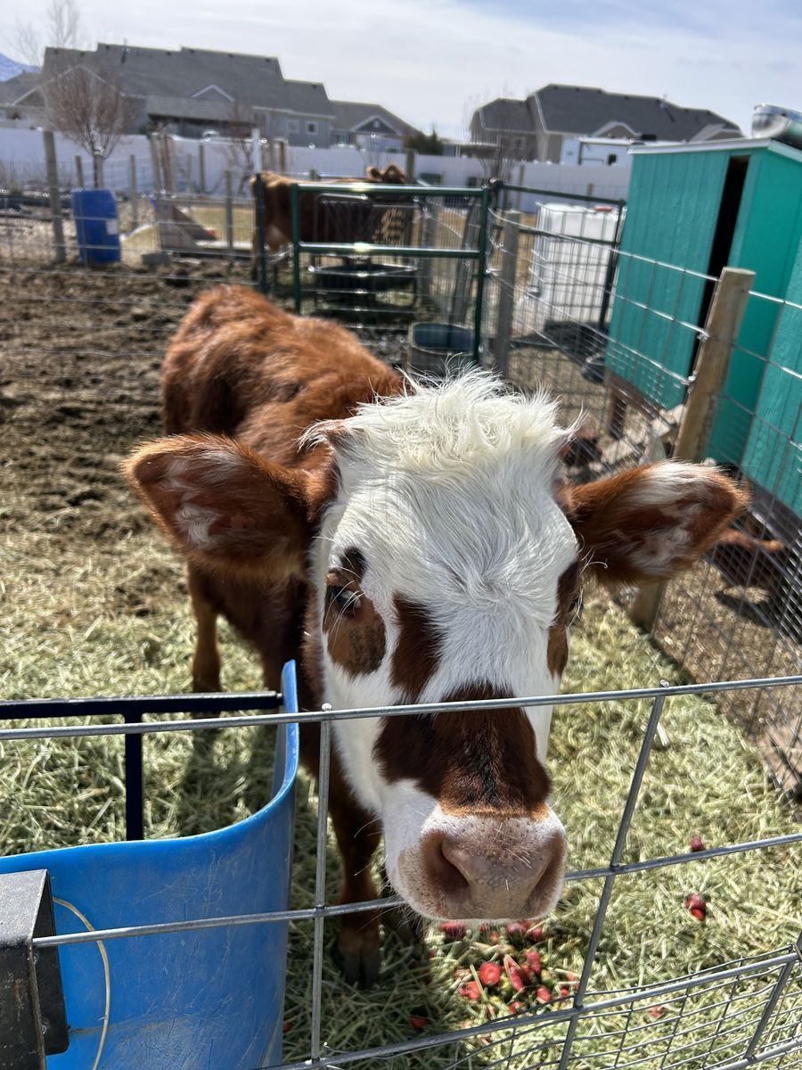 Mini jersey Hereford cross