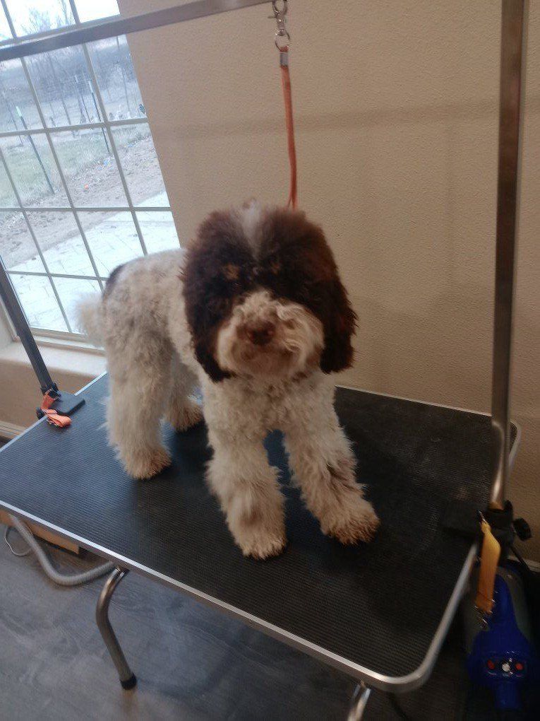 AKC chocolate parti phantom teddy bear mini poodle