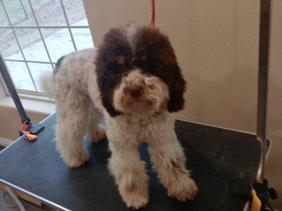 AKC chocolate parti phantom teddy bear mini poodle
