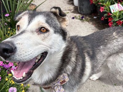 Adopt Meadow