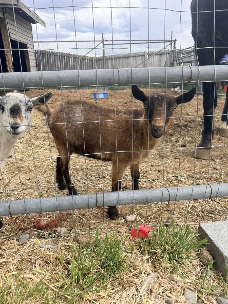 Nigerian dwarf goats
