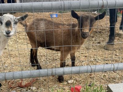 Nigerian dwarf goats