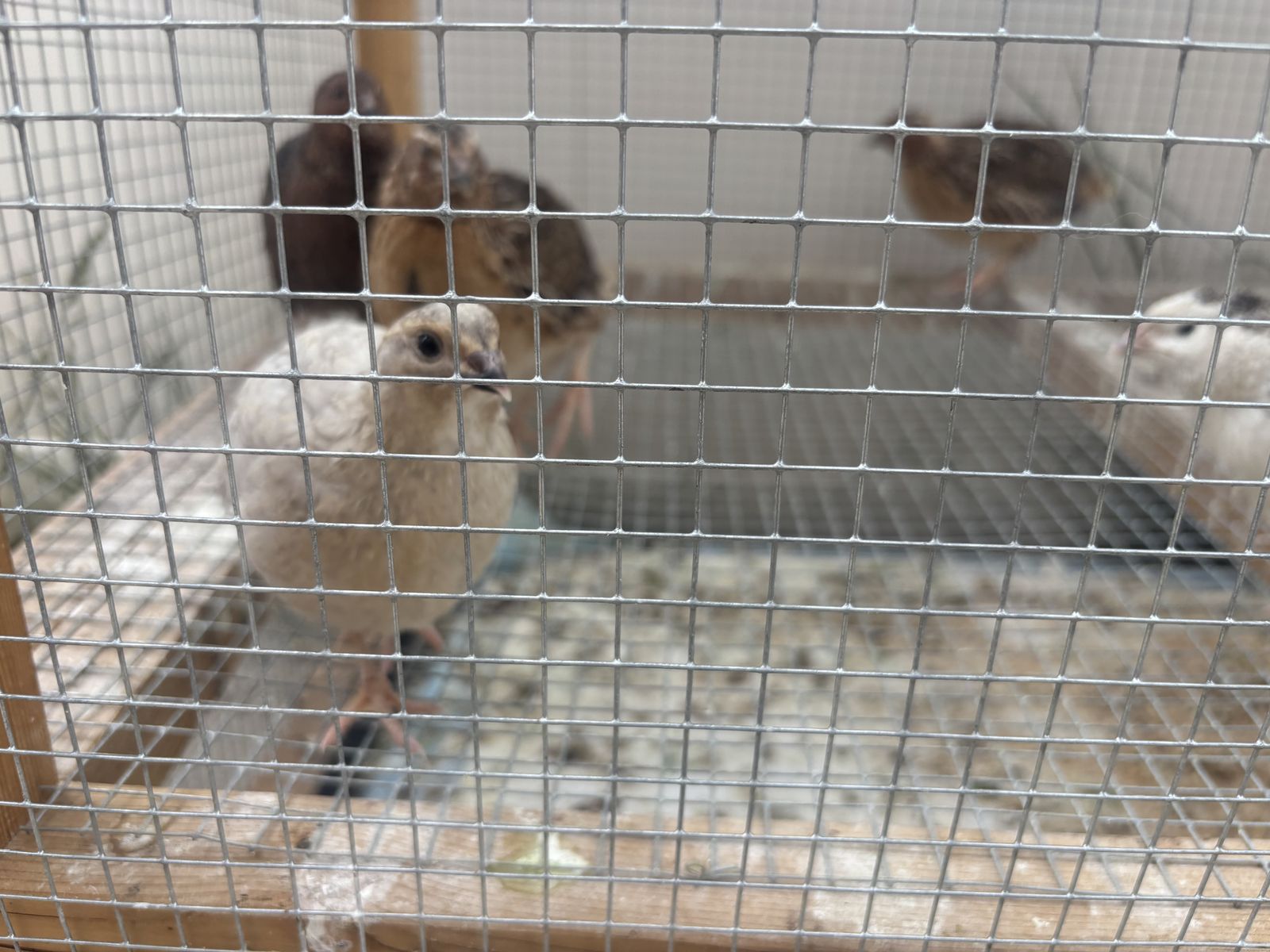 Quail roosters