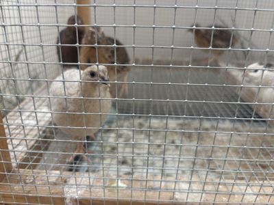 Quail roosters