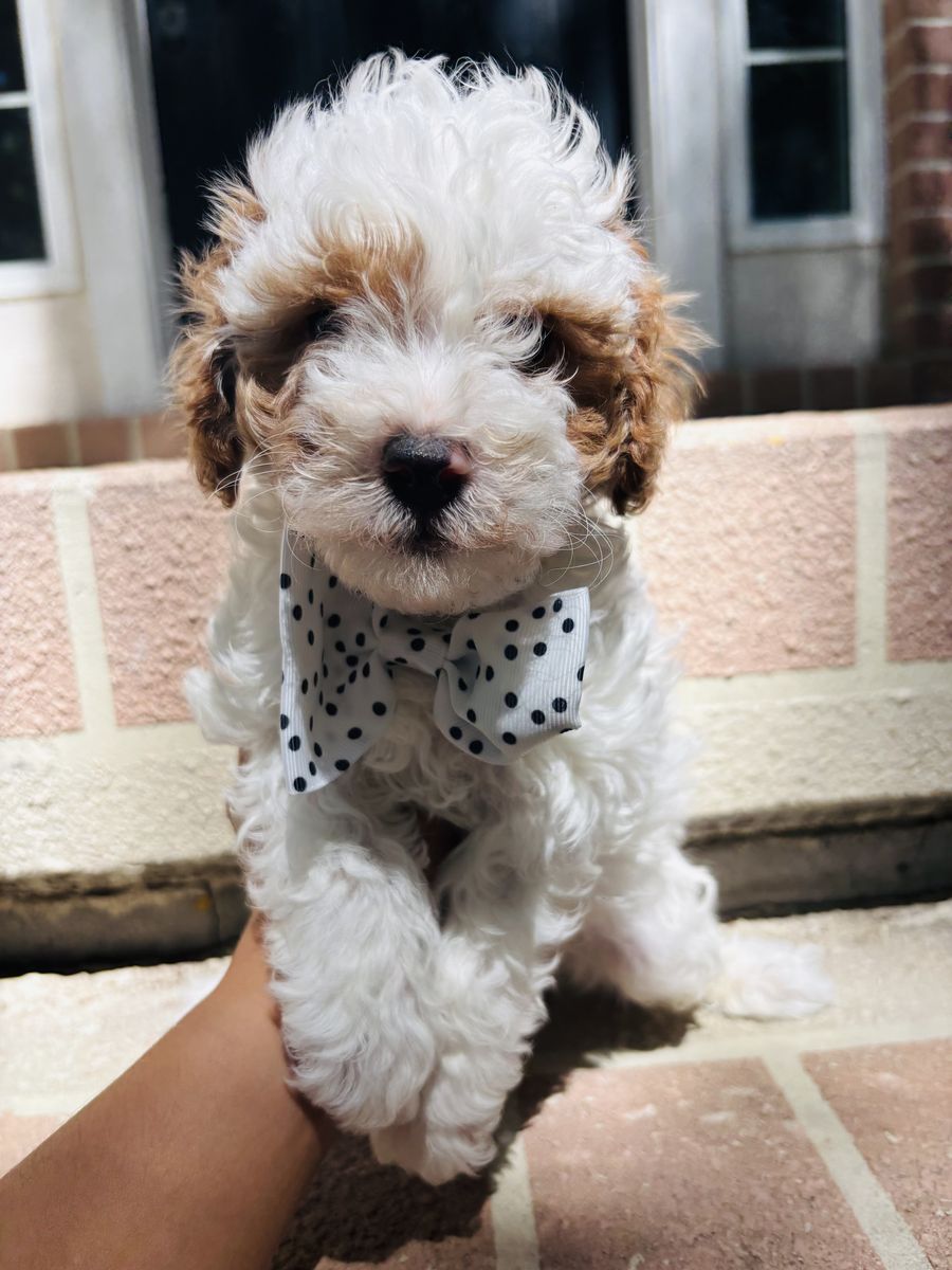 Adorable F1BB Mini Cavapoo Puppies — $2,000
