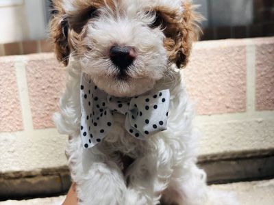 Adorable F1BB Mini Cavapoo Puppies — $2,000