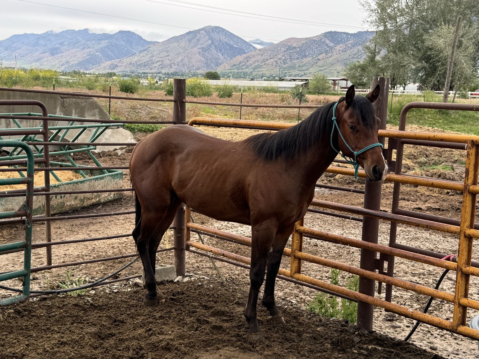 2 year old AQHA bay gelding