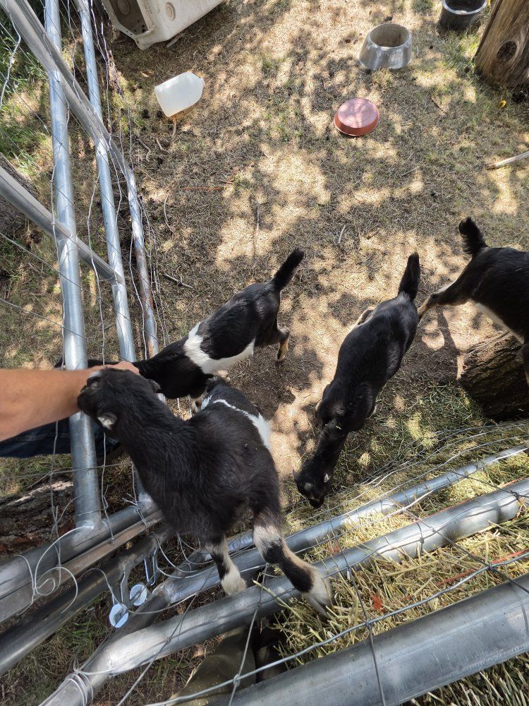 Lamancha pack billy goats.