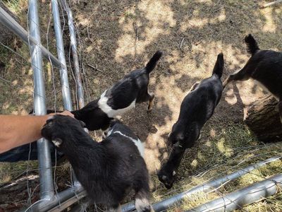 Lamancha pack billy goats.
