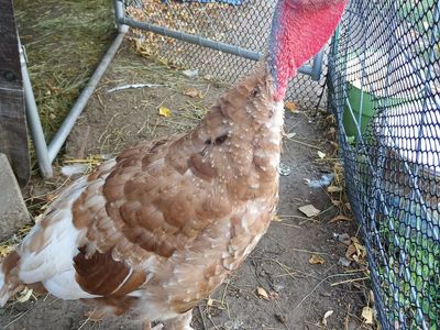 Red Bourbon Heritage Tom Turkey