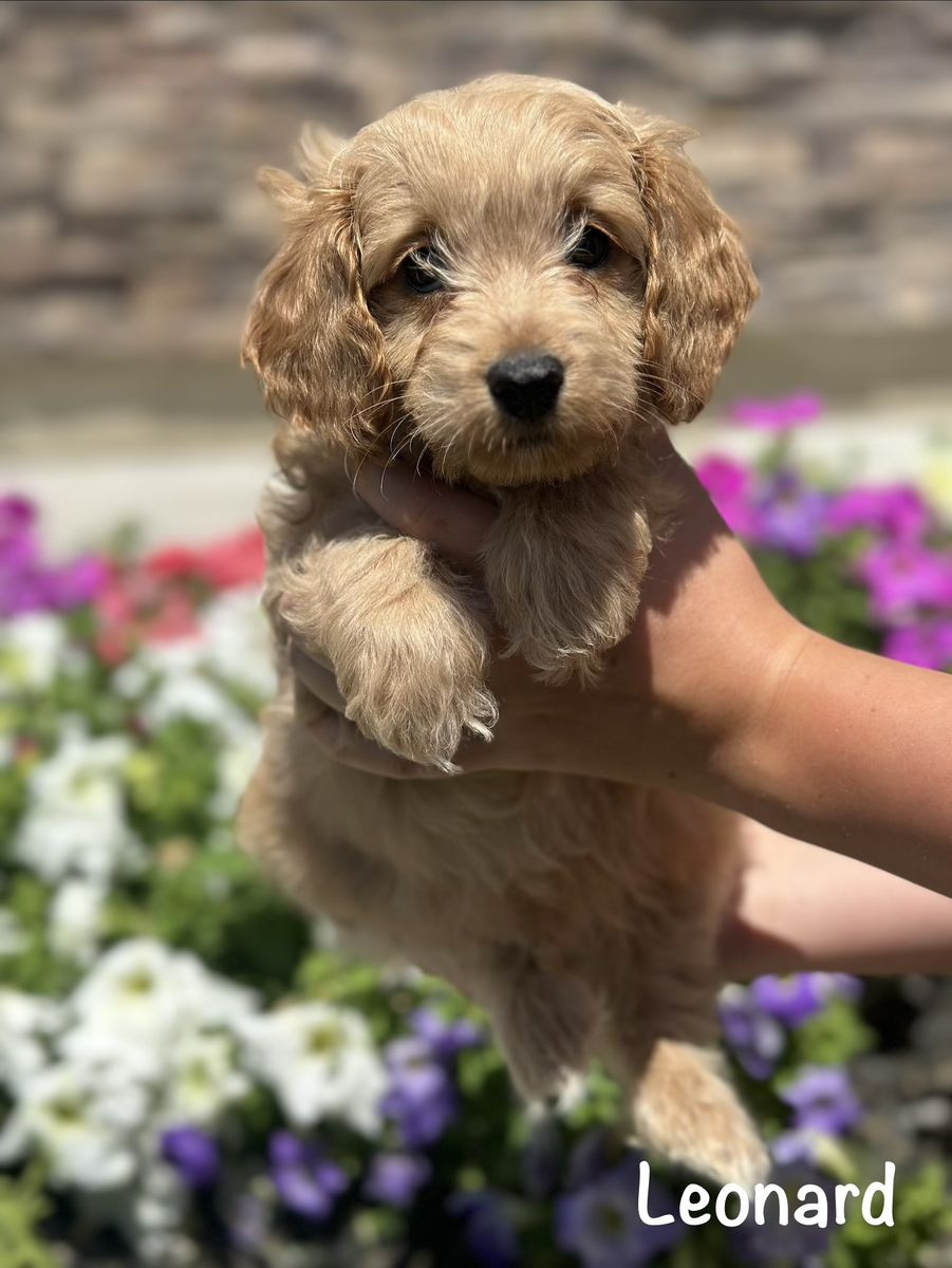 Cavapoo puppies