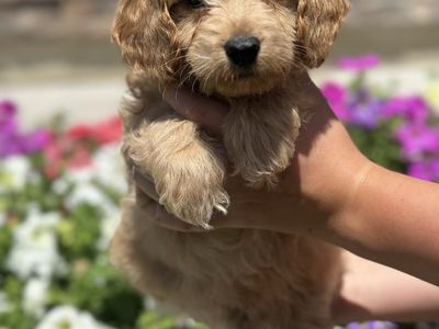 Cavapoo puppies