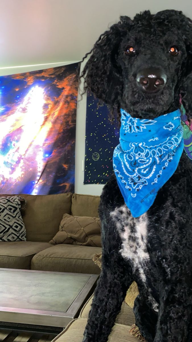 3yr AKC Registered Old Purebred Standard Poodle Stud Service