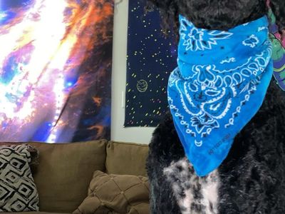 3yr AKC Registered Old Purebred Standard Poodle Stud Service