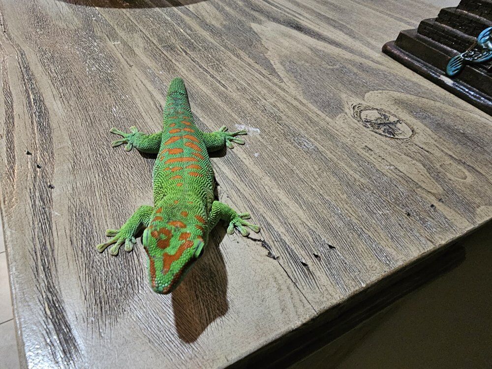 Day gecko