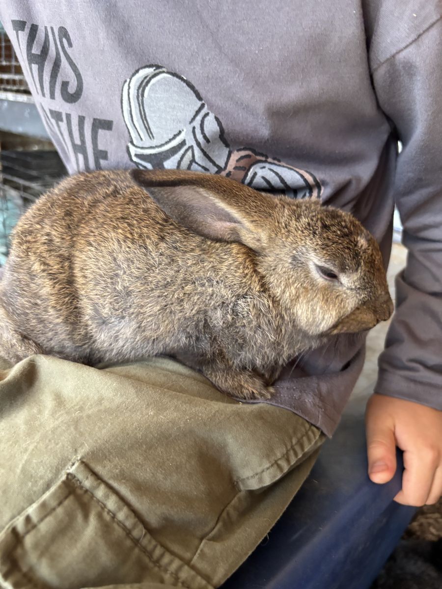 Purebred Rex and New Zealand Baby Rabbits For Sale!