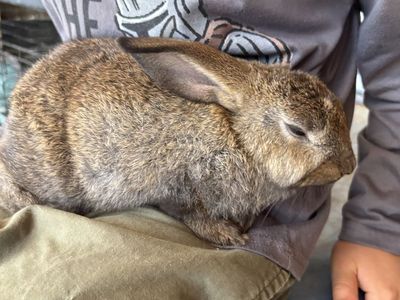Purebred Rex and New Zealand Baby Rabbits For Sale!