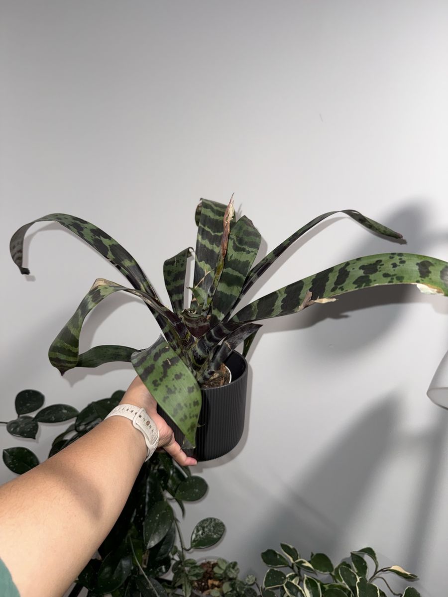 Main image 3