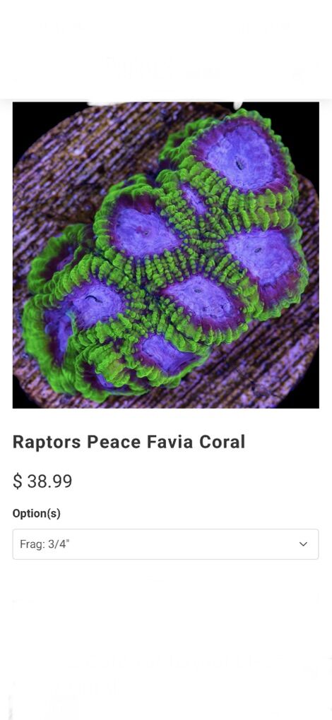 Big Raptors Peace Favia Frags