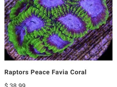 Big Raptors Peace Favia Frags