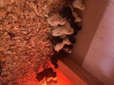 Zombie and Ayam Cemani chicks