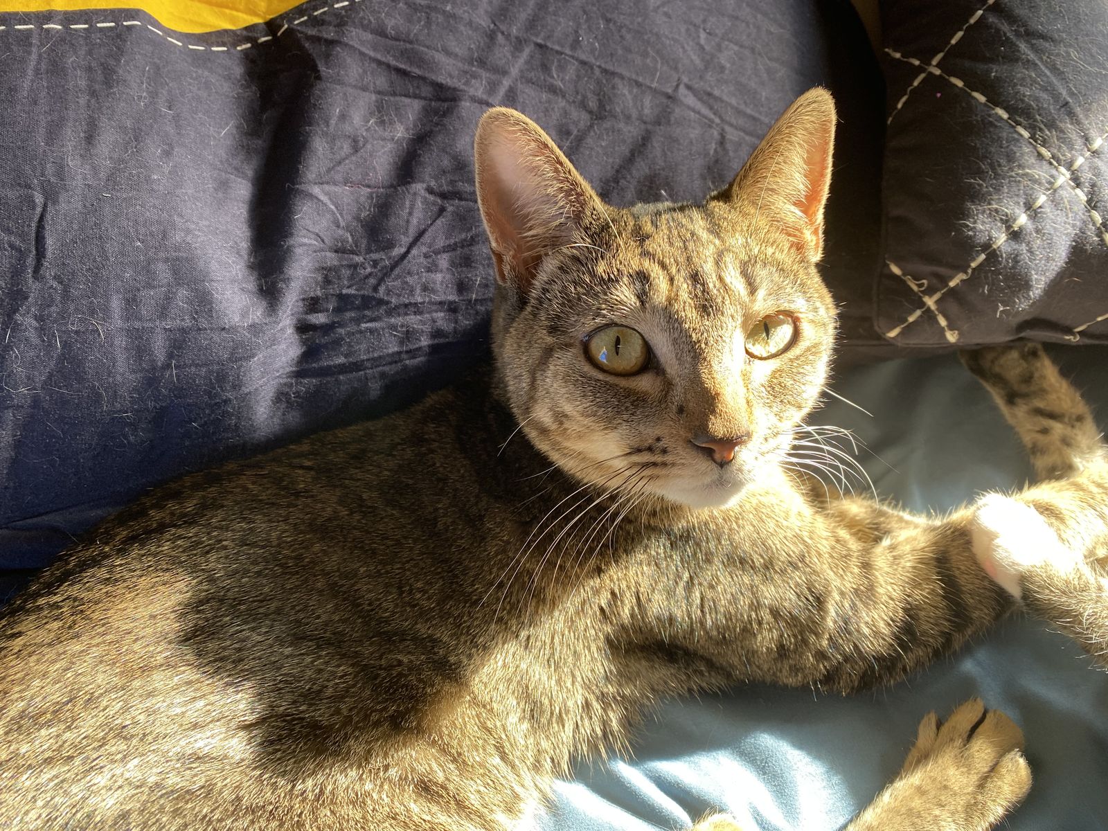 Juvenile cats- manx/tabby