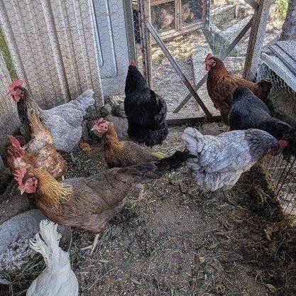 Young laying chickens