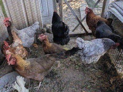 Young laying chickens