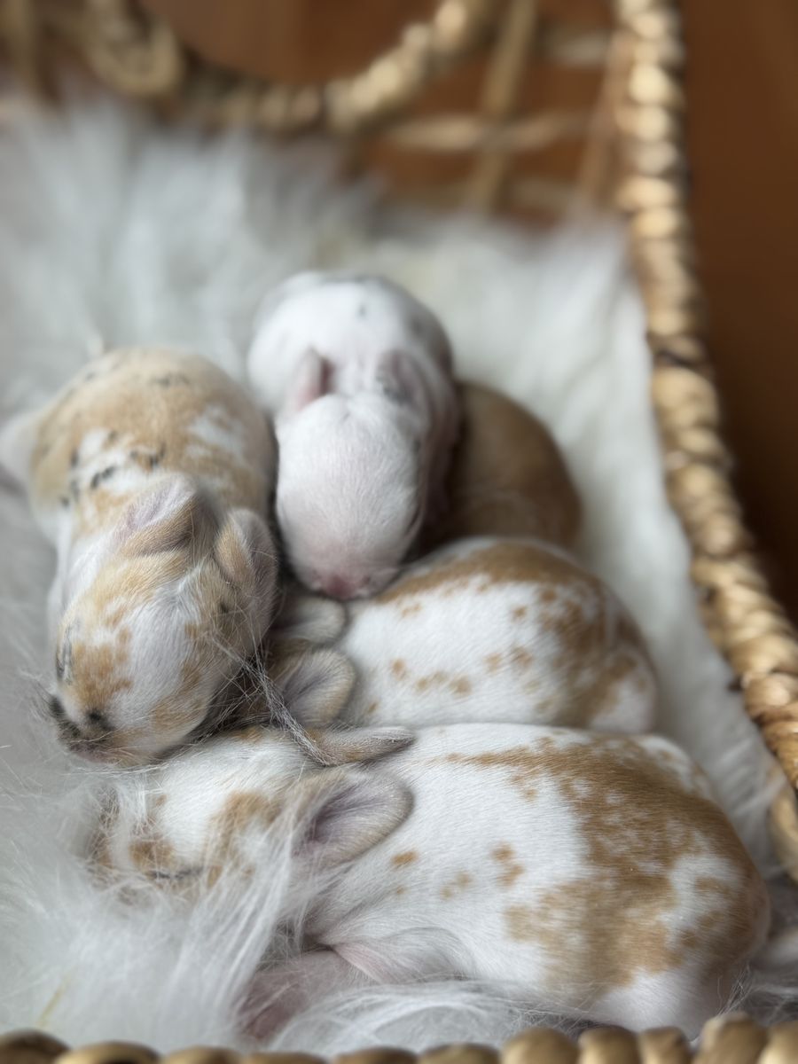 Holland Lop Bunnies Available