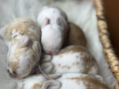 Holland Lop Bunnies Available