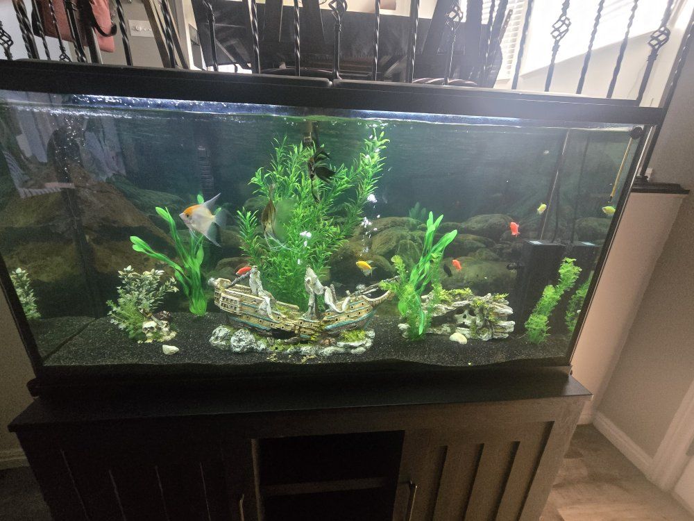 55 gallon aquarium