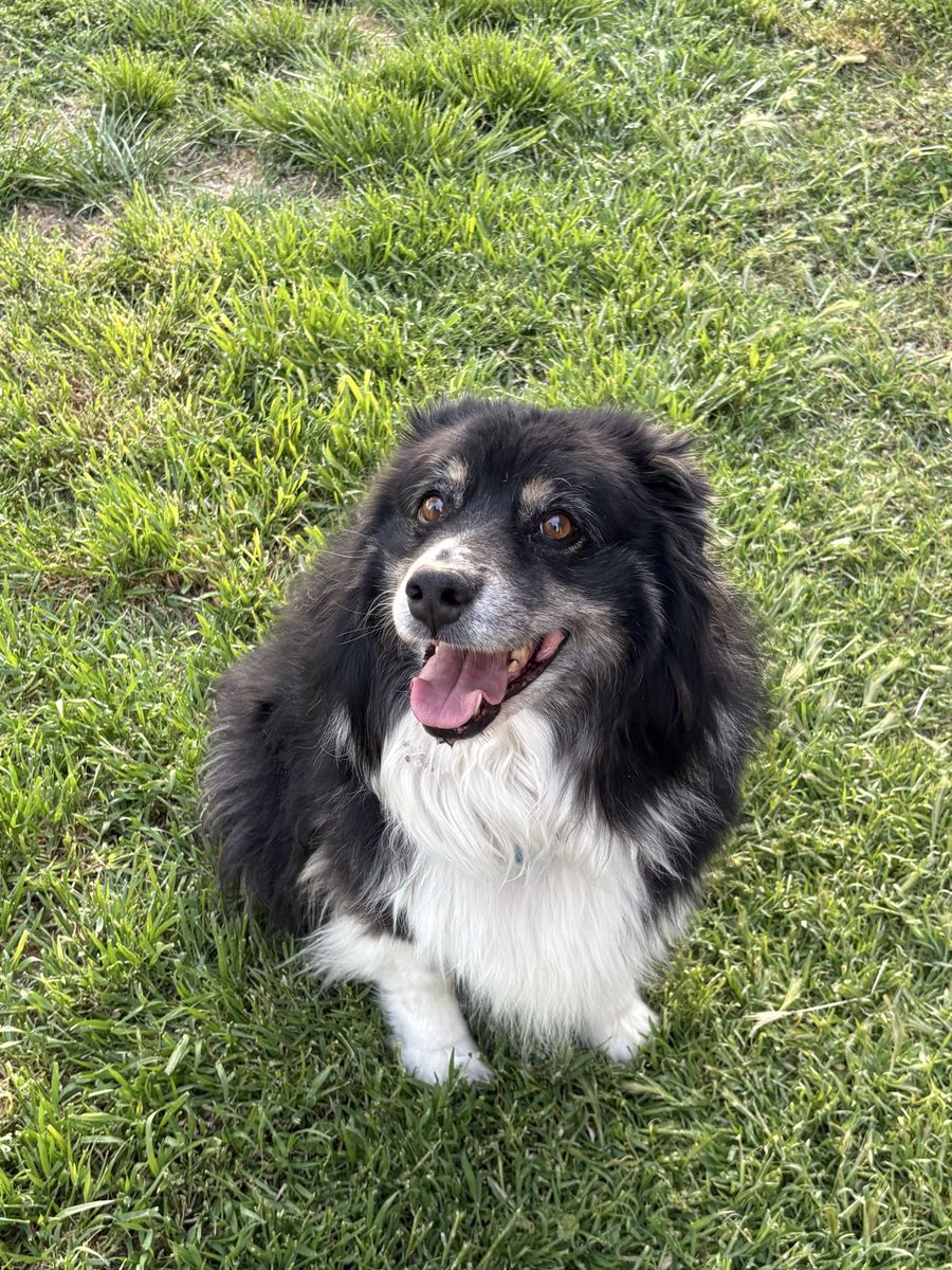 Sadie Needs a New Home - Australian Shepherd