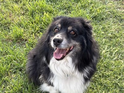 Sadie Needs a New Home - Australian Shepherd