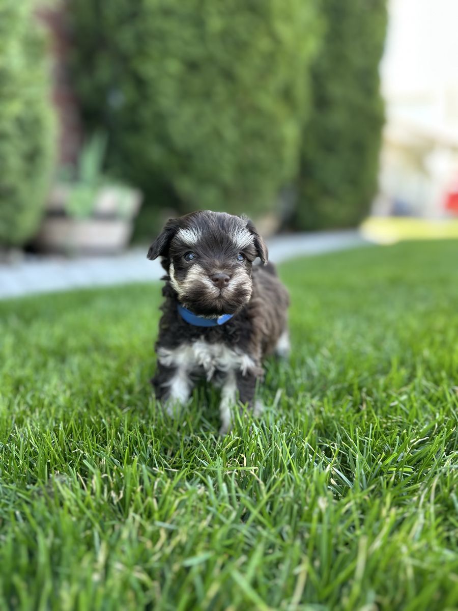 Miniature Schnauzer Puppies