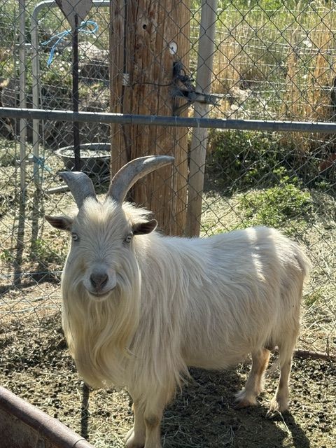 registered Nigerian buck