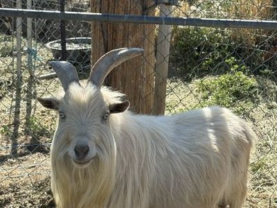 registered Nigerian buck