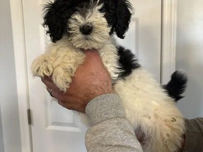 LOST MINI LABRADOODLE