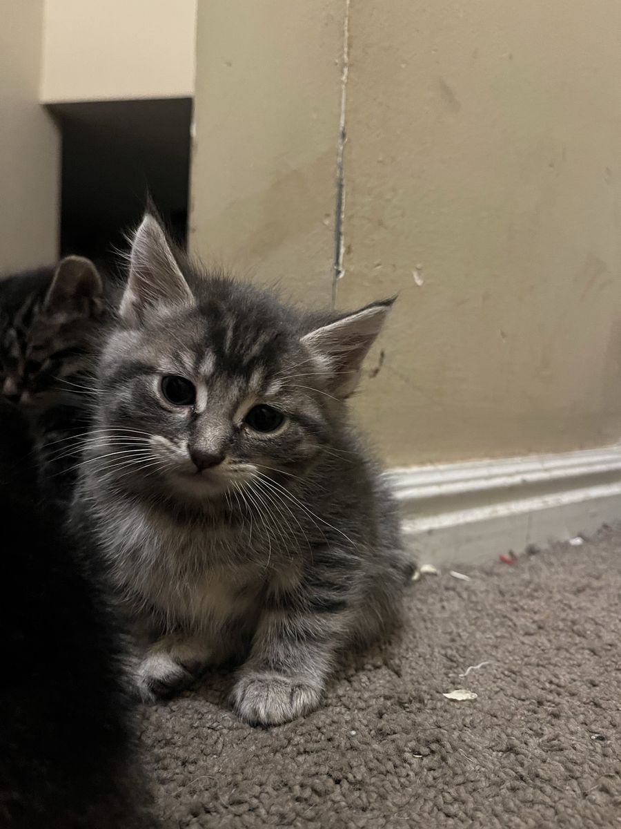 One kitten left ready for home! 